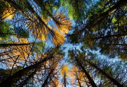 Upwards view of trees at Etobicoke Valley Park in Alderwood